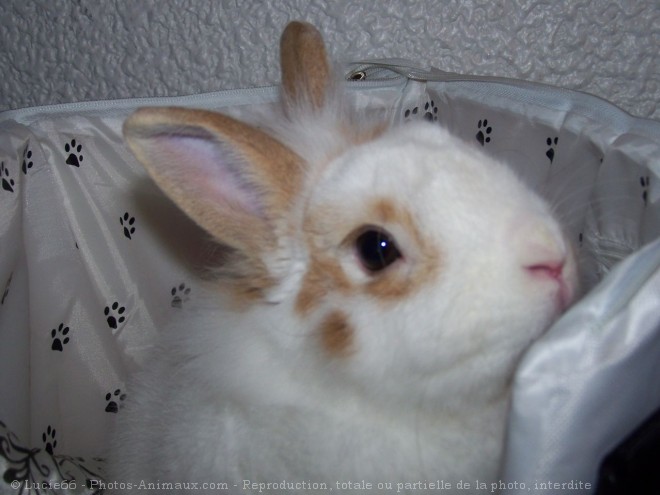 Photo de Lapin