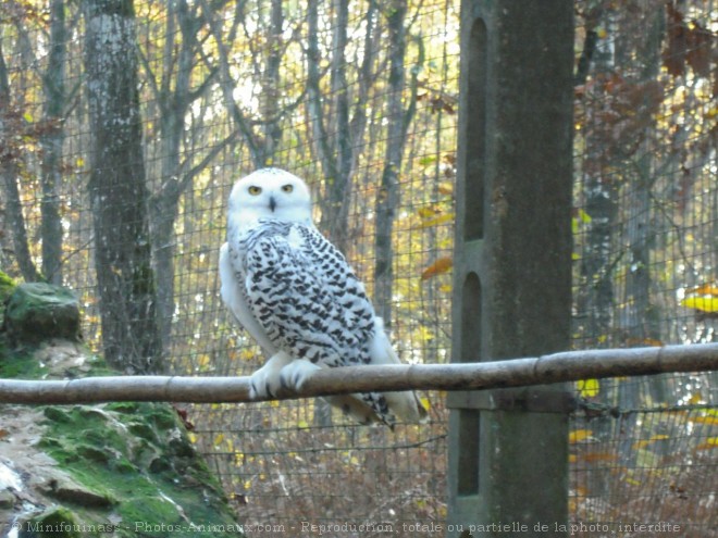 Photo de Harfang des neiges