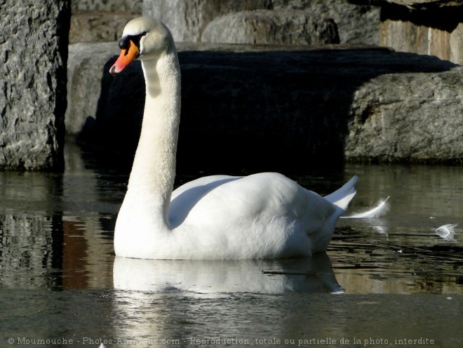 Photo de Cygne