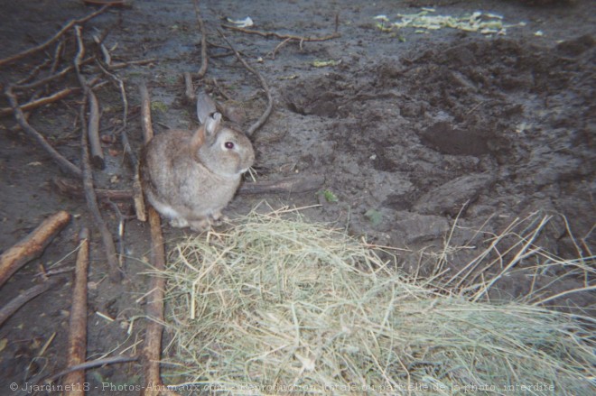 Photo de Lapin