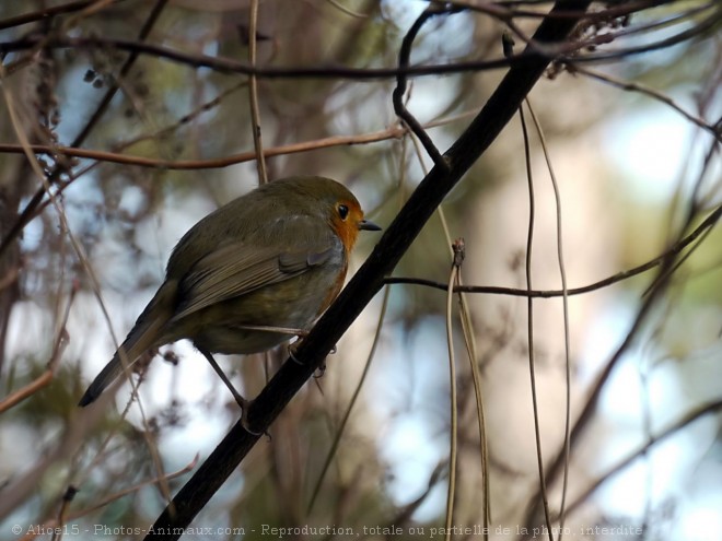 Photo de Rouge gorge