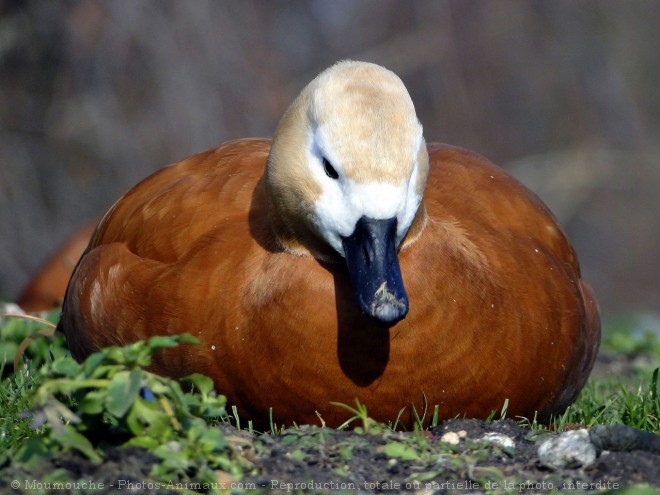 Photo de Canard tadorne casarca