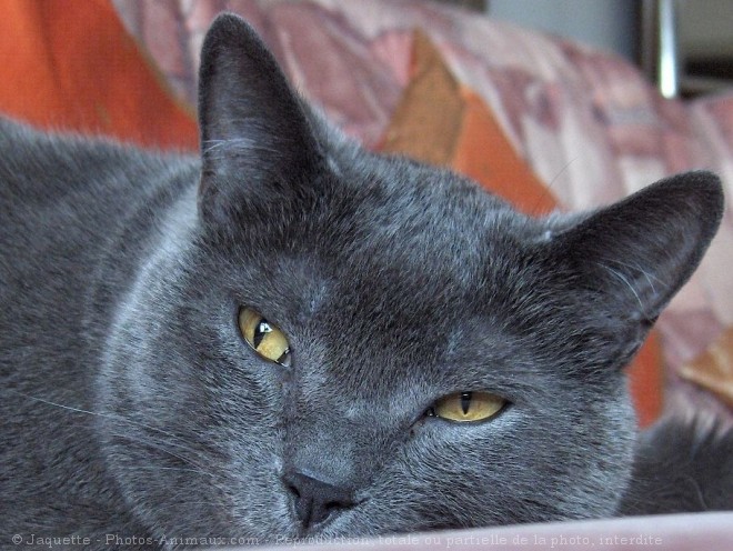 Photo de Chartreux