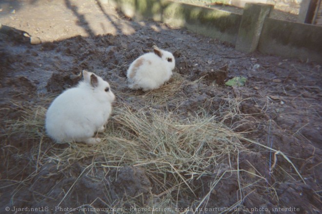 Photo de Lapin