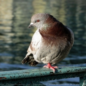 Photo de Pigeon