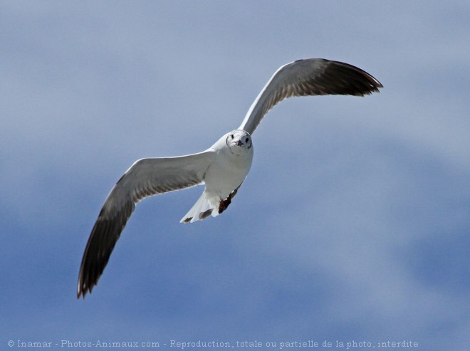 Photo de Mouette