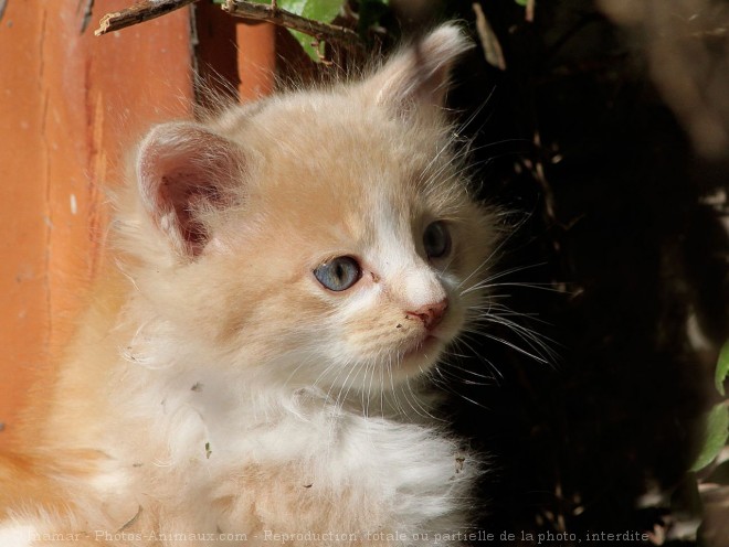 Photo de Chat domestique