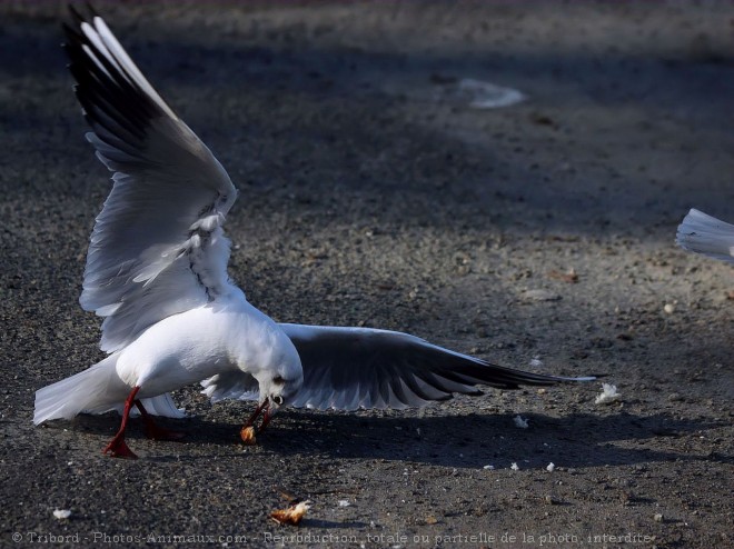 Photo de Mouette