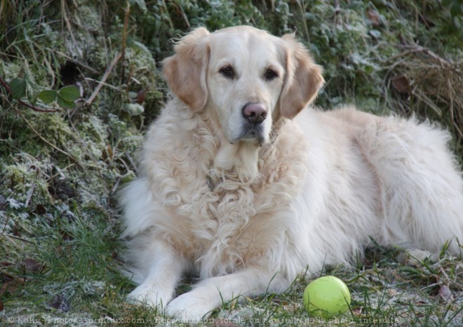 Photo de Golden retriever