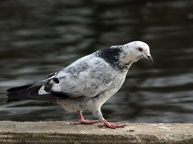 Photo de Pigeon