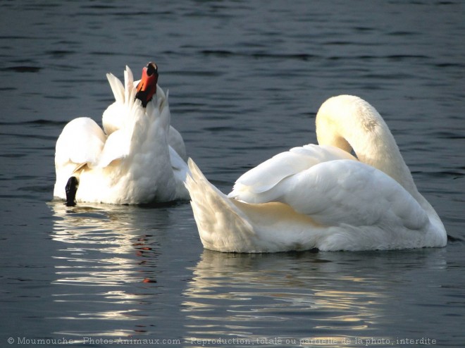 Photo de Cygne