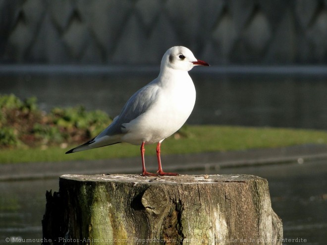 Photo de Mouette