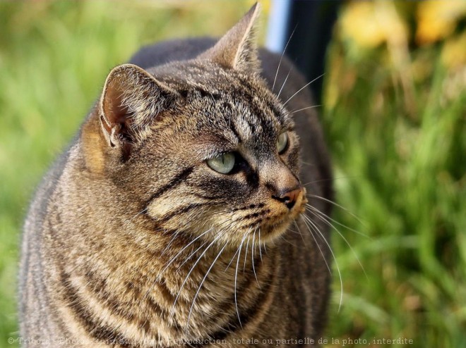 Photo de Chat domestique