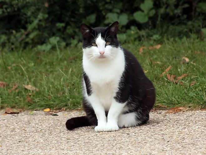 Photo de Chat domestique