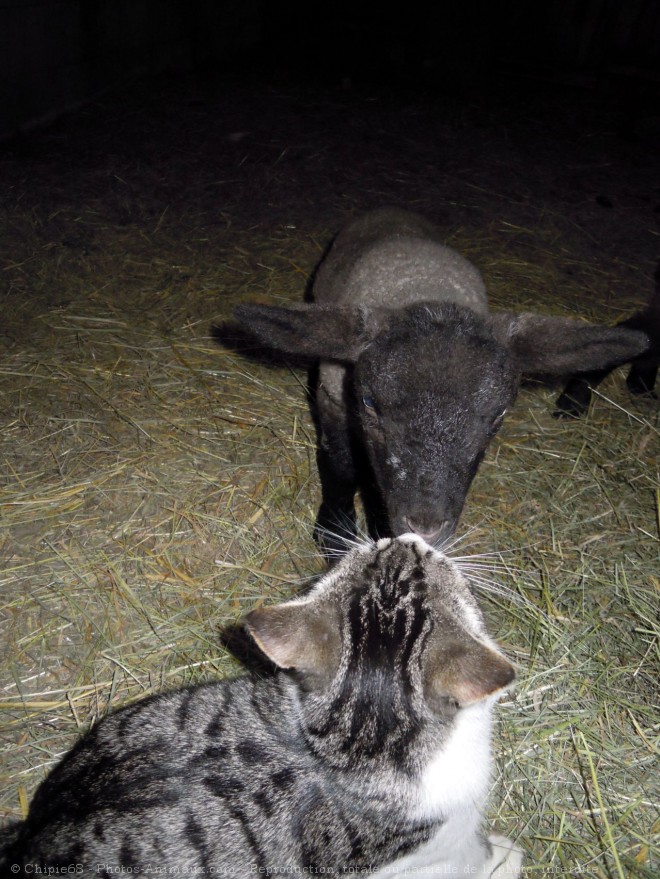 Photo de Chat domestique