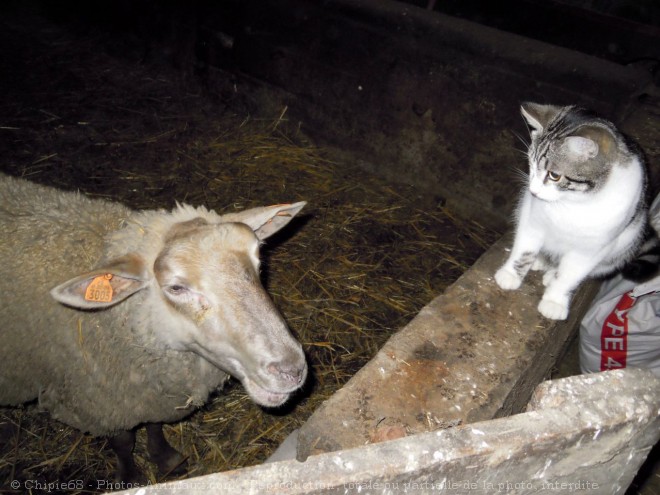 Photo de Chat domestique