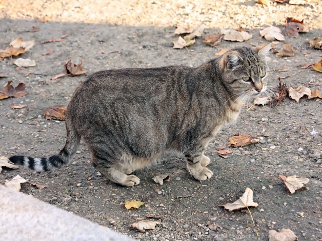 Photo de Chat domestique