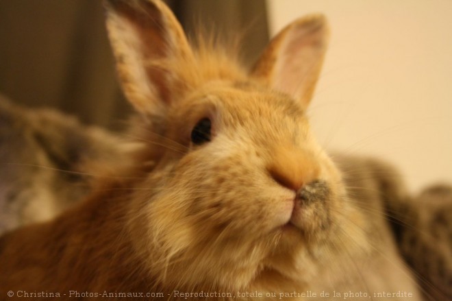 Photo de Lapin