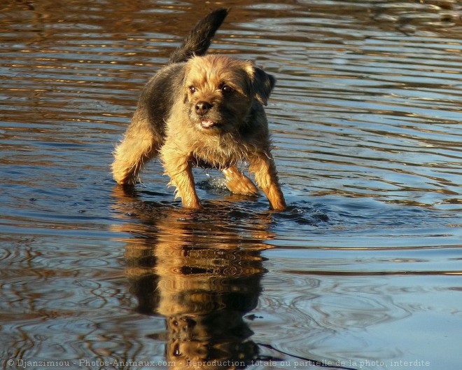 Photo de Border terrier