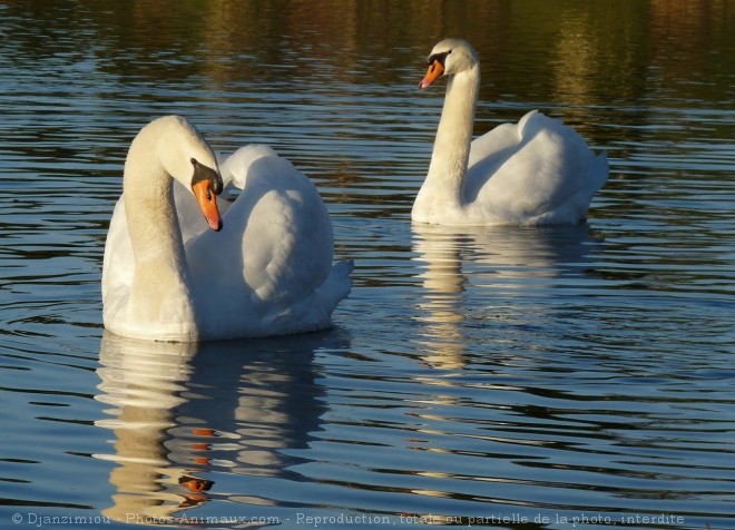 Photo de Cygne