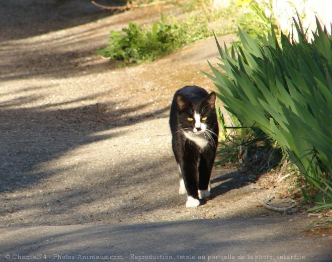 Photo de Chat domestique