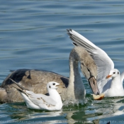 Photo de Cygne