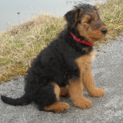 Photo d'Airedale terrier