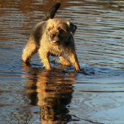 Photo de Border terrier