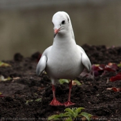 Photo de Mouette