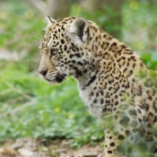 Photo de Jaguar