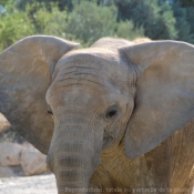 Photo d'Elphant d'afrique