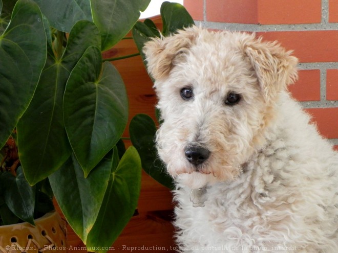 Photo de Fox terrier  poil dur