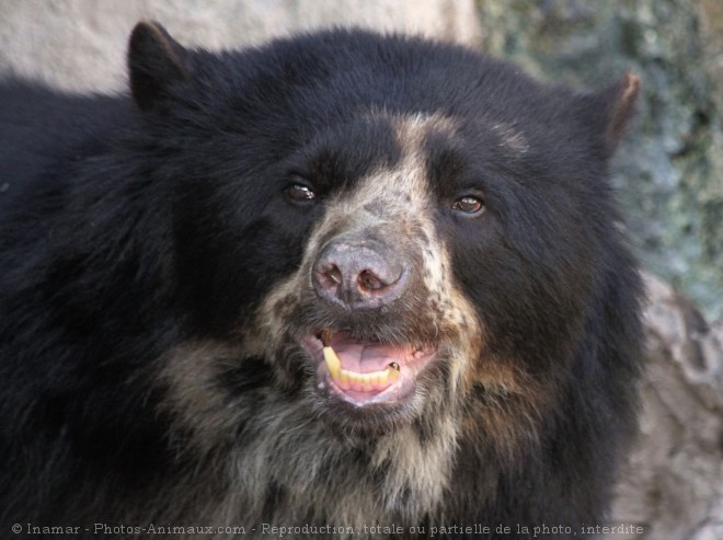 Photo d'Ours