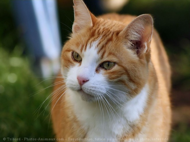 Photo de Chat domestique