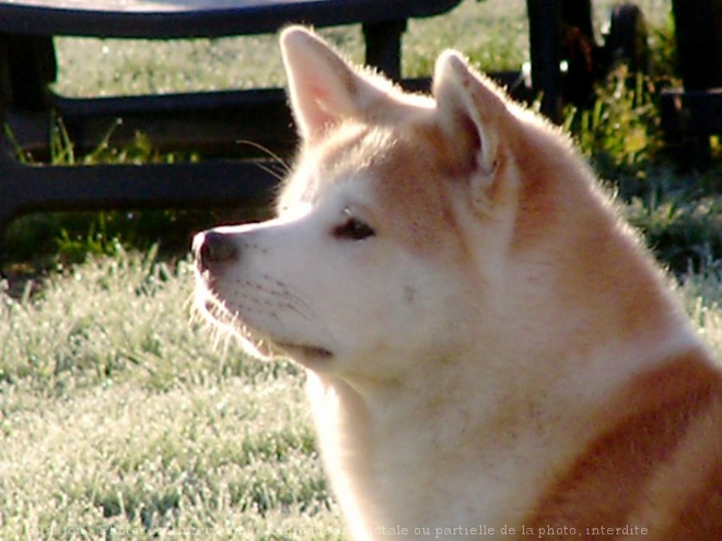 Photo d'Akita inu