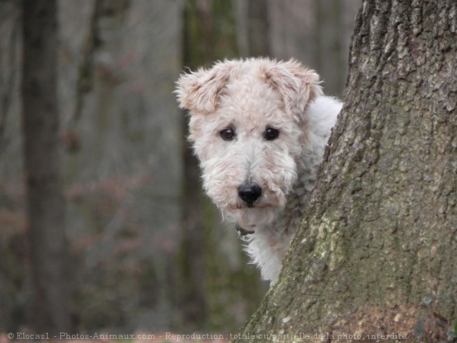 Photo de Fox terrier  poil dur