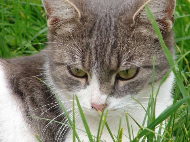 Photo de Chat domestique