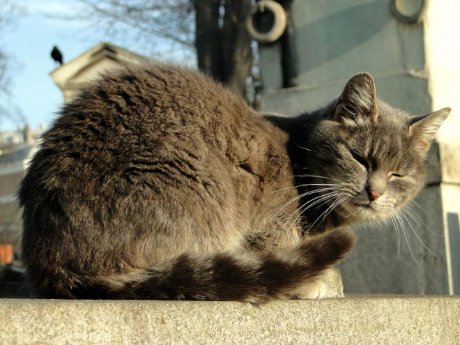 Photo de Chat domestique