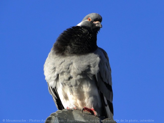 Photo de Pigeon