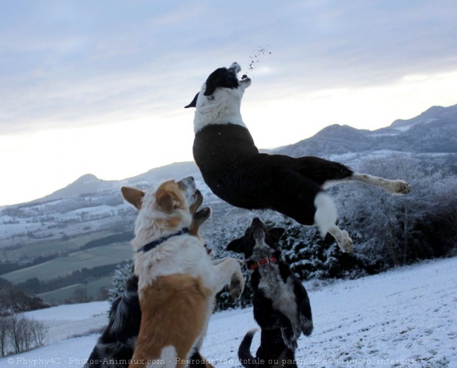 Photo de Races diffrentes