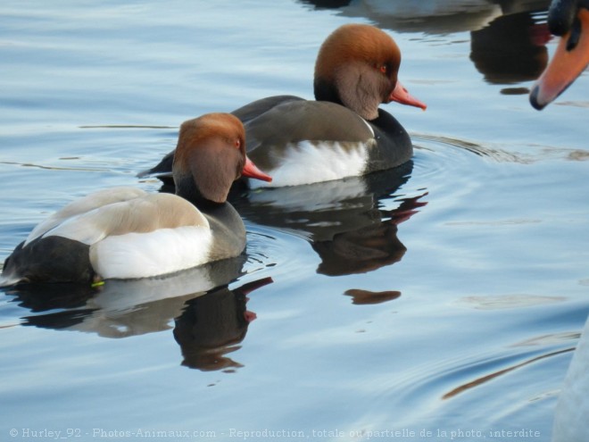 Photo de Canard nette rousse