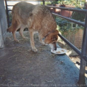 Photo de Berger allemand  poil court