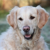 Photo de Golden retriever