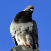 Photo de Pigeon