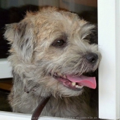 Photo de Border terrier