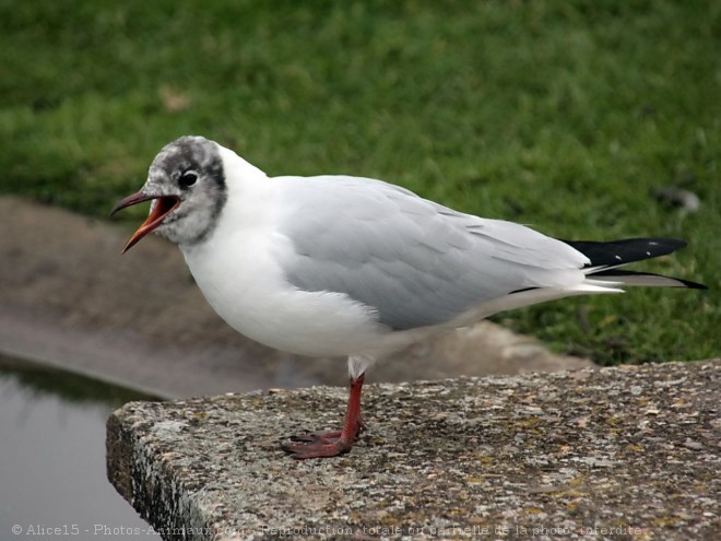 Photo de Mouette