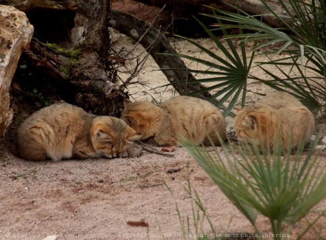 Photo de Chat des sables