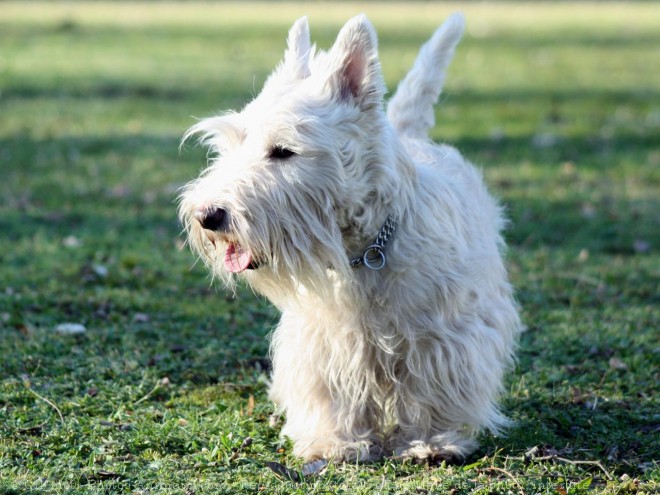 Photo de Scottish terrier