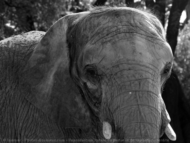 Photo d'Elphant d'asie