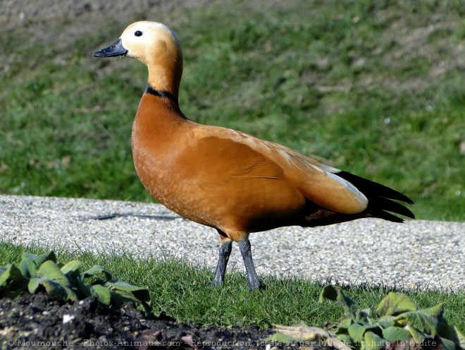 Photo de Canard tadorne casarca